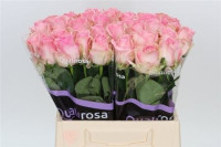 Rose Avalanche Sorbet 60 sm