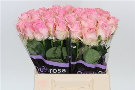 Rose Avalanche Sorbet 60 sm
