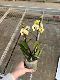 Phal 2-tak Levo Multi Yellow Special 12/45