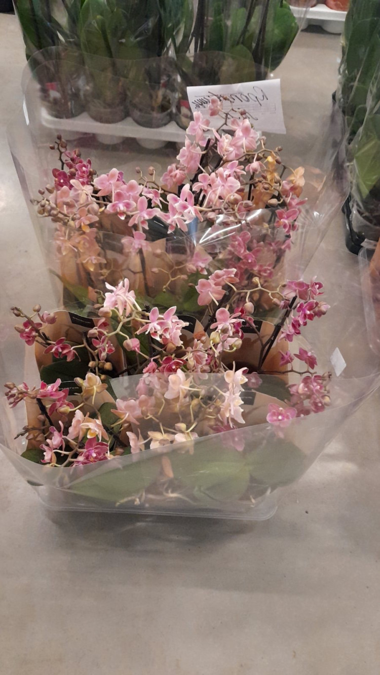 Phal Parfum Paars 12/30