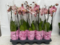Phal 2/3-tak Honey Peach Levo 12/55