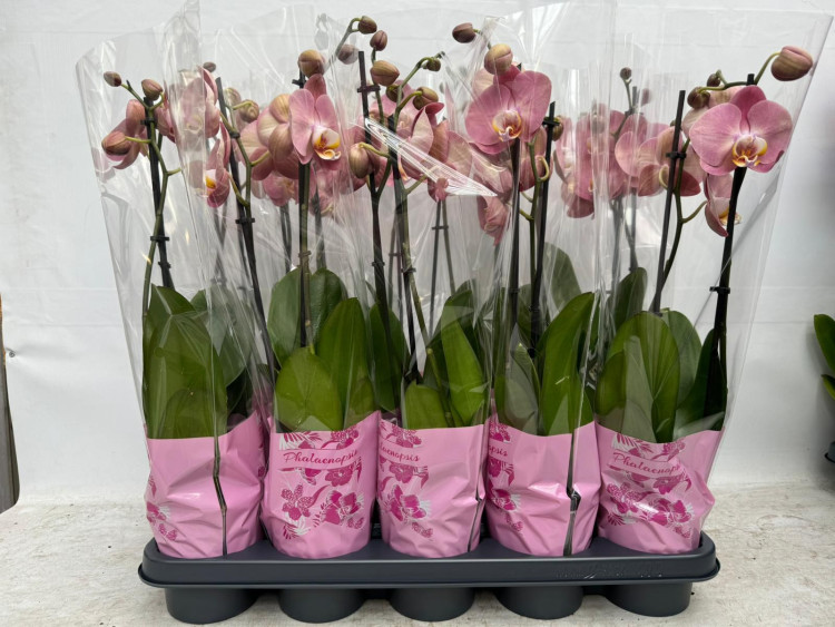 Phal 2/3-tak Honey Peach Levo 12/55