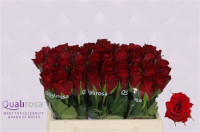 Rose Madam Red 50 sm