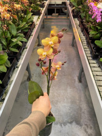 Phal A2 1/2-tak Oranje Opti-flor 12/45