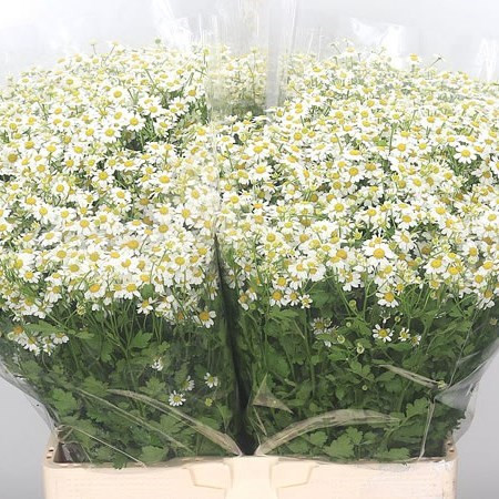 Tanacetum Single Vegmo 65sm Holland