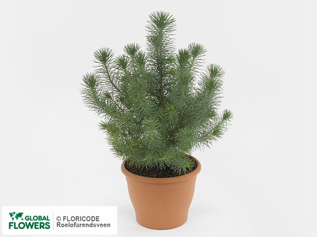 Pinus Silver Crest 17/55