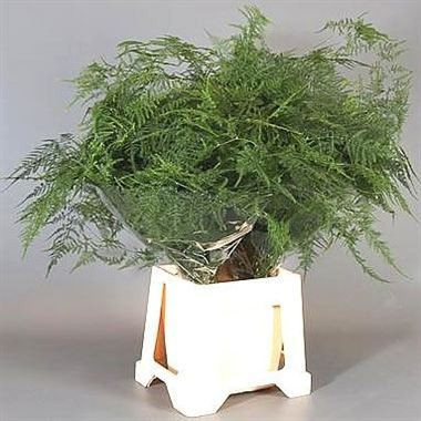Asparagus Wild Snow Red