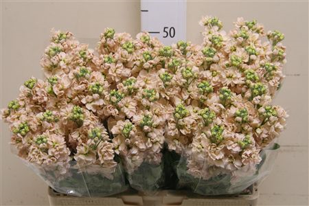 Matth Aida Apricot