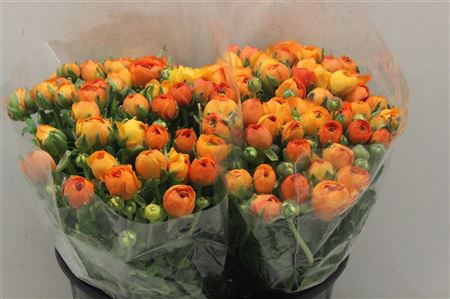Ran Elegance Orange