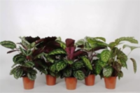 Calathea Rosea Picta Gemengd