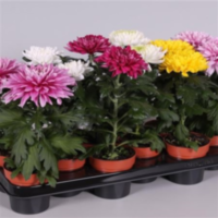 Chrysanth Supnova Mix (clock)