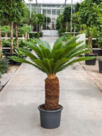 Cycas Revoluta