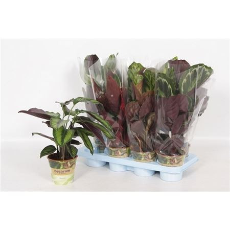 Calathea Mix 14/45