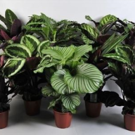 Calathea Mix 14/45 - 1625.970x0
