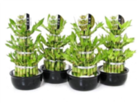 Dracaena Lucky Bamboo