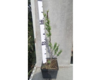 Salix Ov 14/60