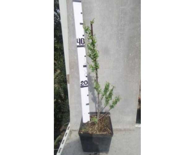 Salix Ov 14/60