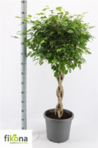 Ficus Be Exotica Vlechstam Ex