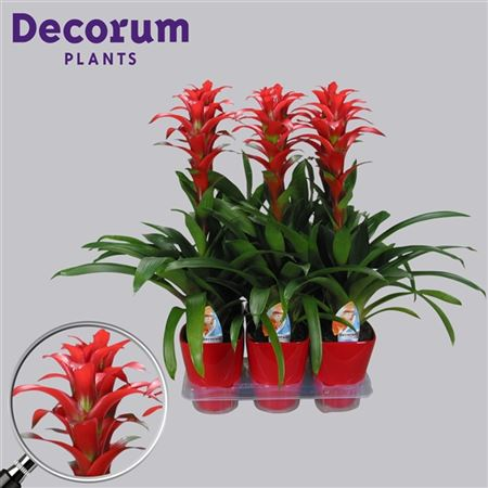 Guzmania Allura Rood Luxe Keramiek (decorum)