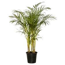Dypsis Lutescens 24/120