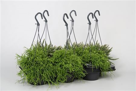 Rhipsalis Mix 2-3 Srt Hangpot (grower)