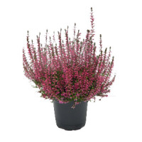 Calluna Eckart Miessne 12/15
