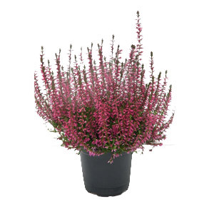 Calluna Eckart Miessne 12/15