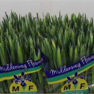 Iris Blue Magic X 50 Holland - 219929886_251806030_H_1