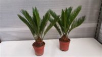 Cycas Revoluta 14/60