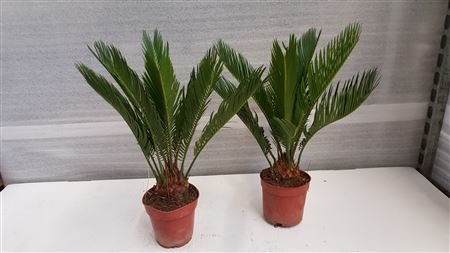 Cycas Revoluta 14/60