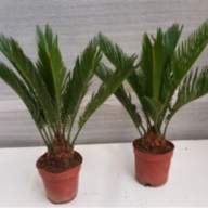 Cycas Revoluta 14/60 - Cycas Revoluta 14/60