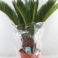 Cycas Revoluta 14/60 - d3191b8b-65df-456a-90e3-28eb3dd00a73