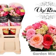 Garden Mix 40 cm Ecuador X25 - B118695_0015085248_H_2