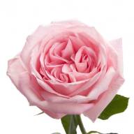 Garden Mix 40 cm Ecuador X25 - light_pink_garden_rose_oha