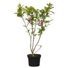 Magnolia Nigra 19/80