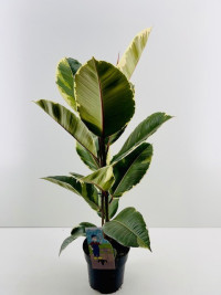 Ficus El Tineke 17/50