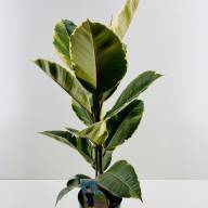 Ficus El Tineke 17/50 - зображення_viber_2025-03-26_15-49-34-030