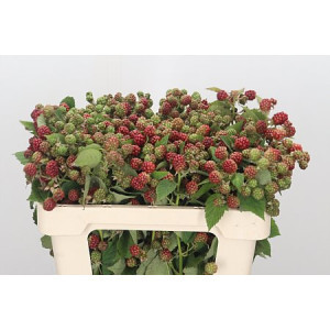 Rubus Fr Chester
