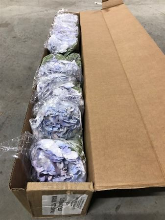 Hydr Z Lilac X5 -60cm