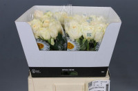 Rose Lady Victoria 50 sm