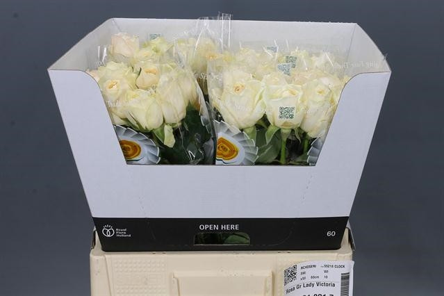 Rose Lady Victoria 50 sm