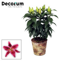 Lilium Or Sunny Camino 19/60