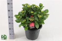 Hydrangea Hot Red 23/50