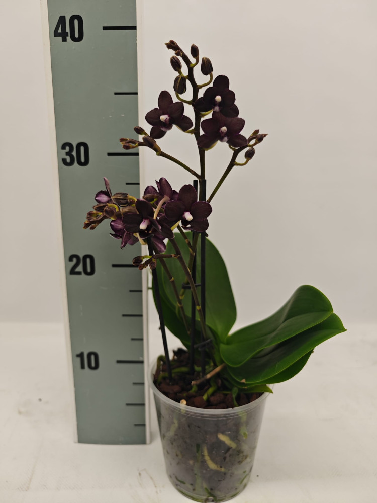Phal Zwart Yellow Multi 12/65
