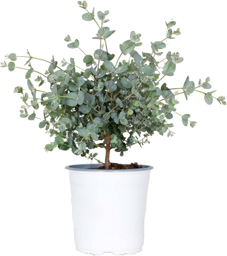 Eucalypt Gunnil 14/35
