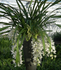 Cymbidium Ice Cascade 14/60