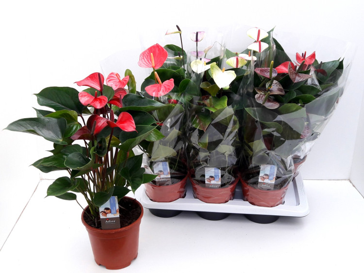 Anthurium Mix 17/55