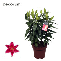 Lilium Or Starlight 19/40