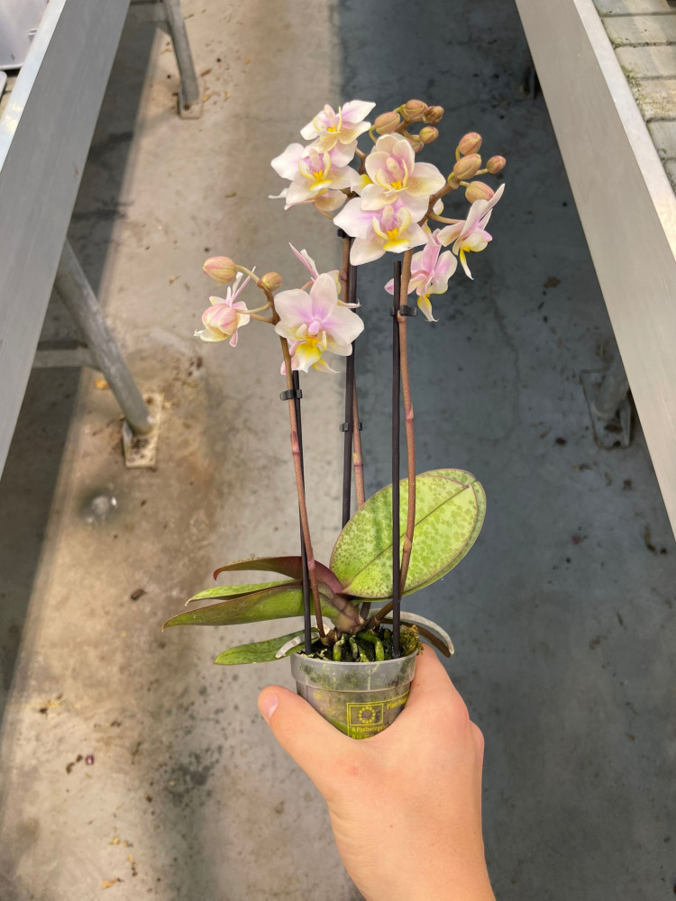 Phal 3-tak Roze VG 12/80