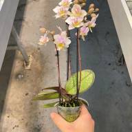 Phal 3-tak Roze VG 12/80 - IMG-20240116-WA0018